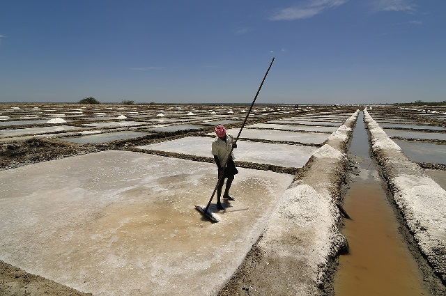 Salt Pan worker